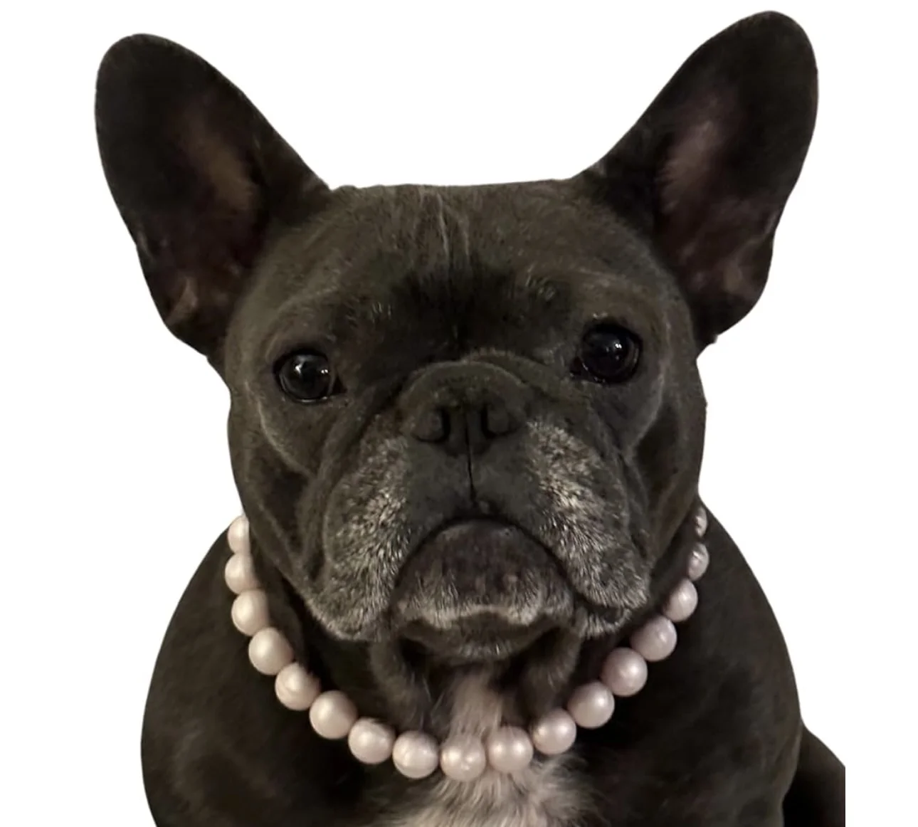 Dog-Gone Cute - Image 1