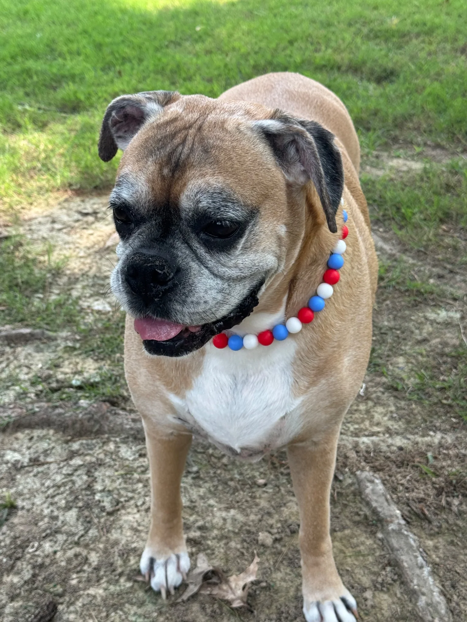 Dog-Gone Cute - Image 4