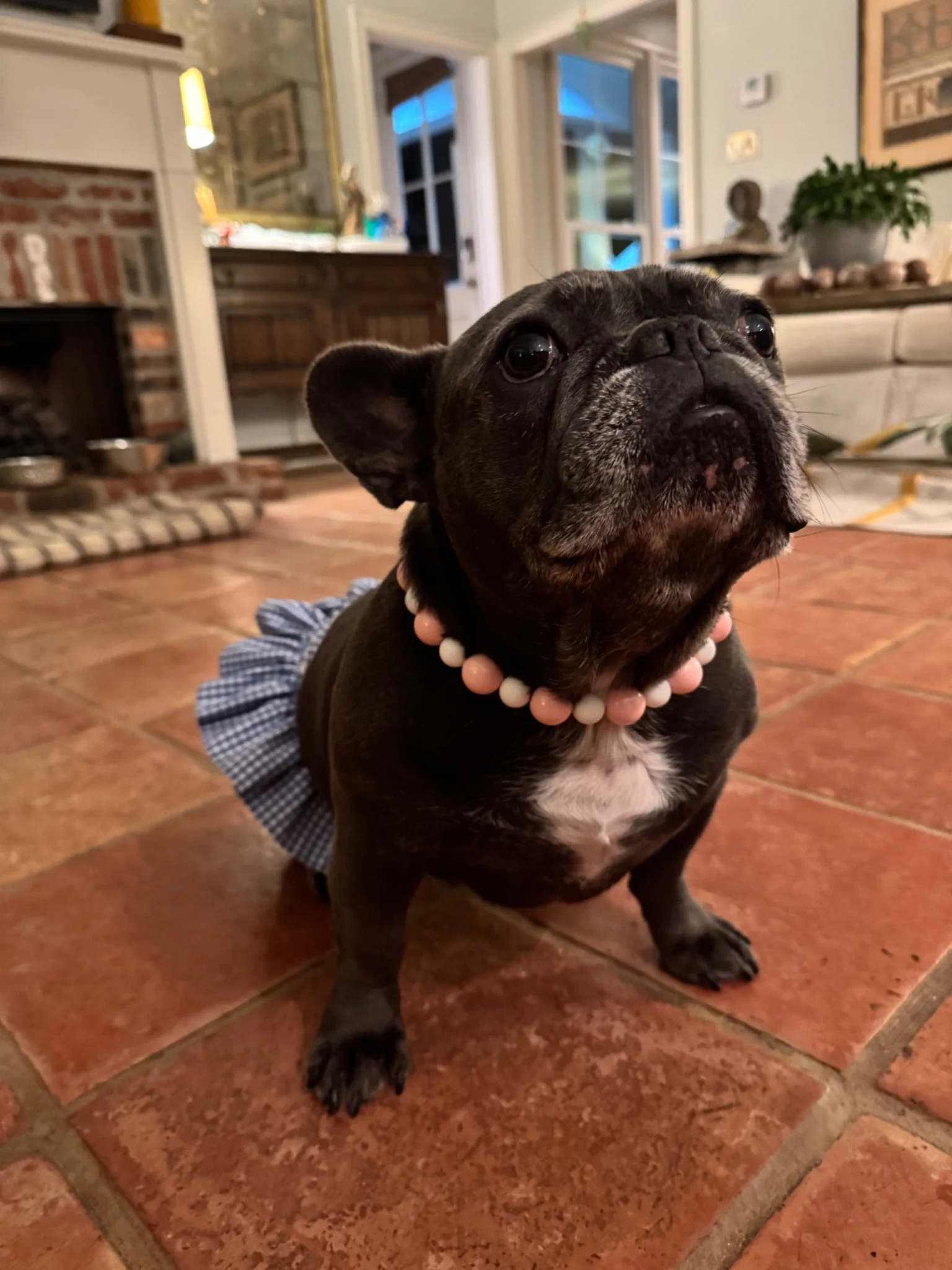 Dog-Gone Cute - Image 5
