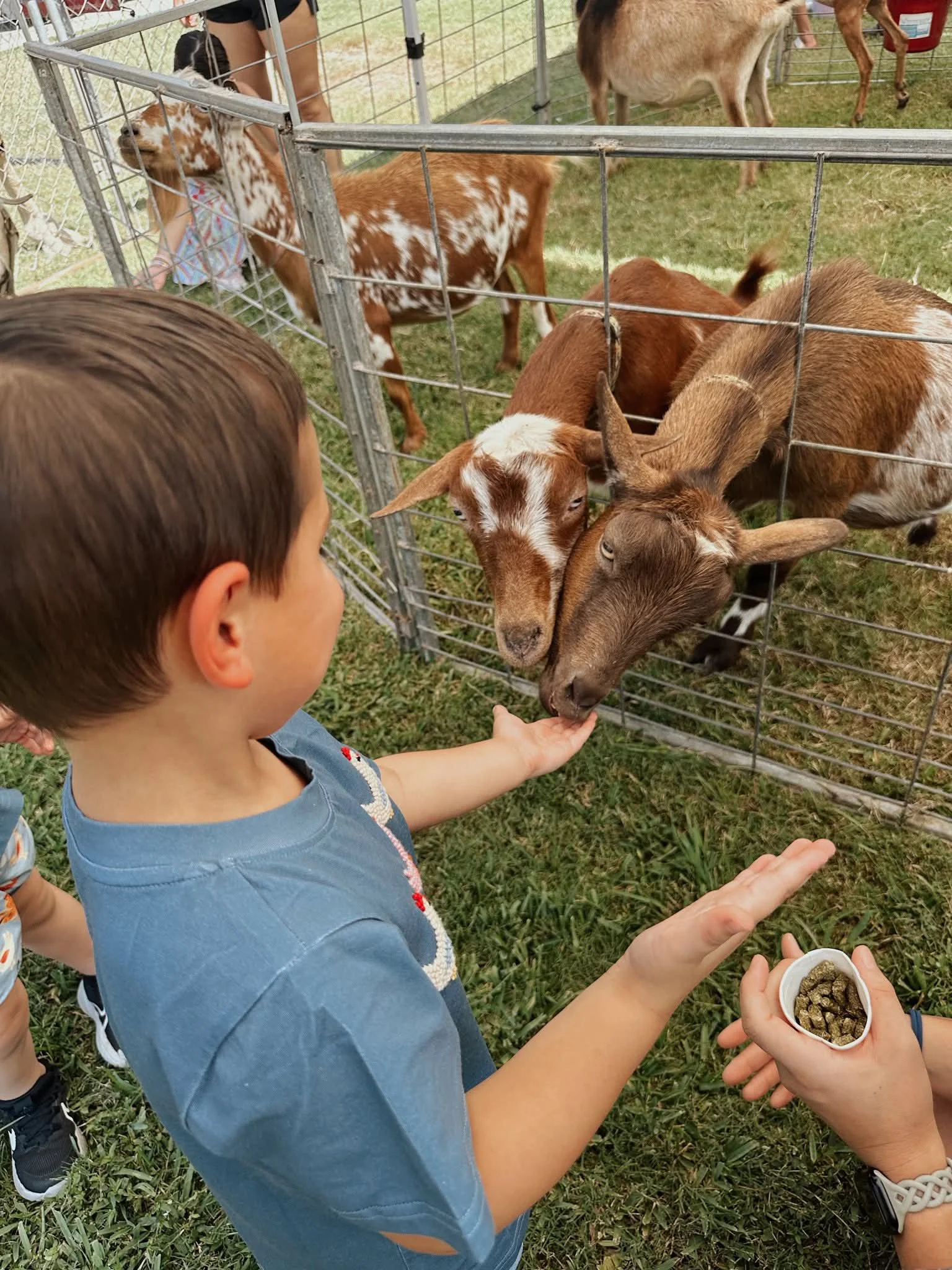 Cajun Cuties Mobile Petting Zoo and Pony Rides  - Image 1