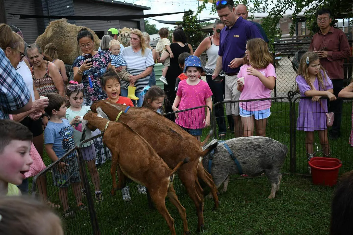Cajun Cuties Mobile Petting Zoo and Pony Rides  - Image 2