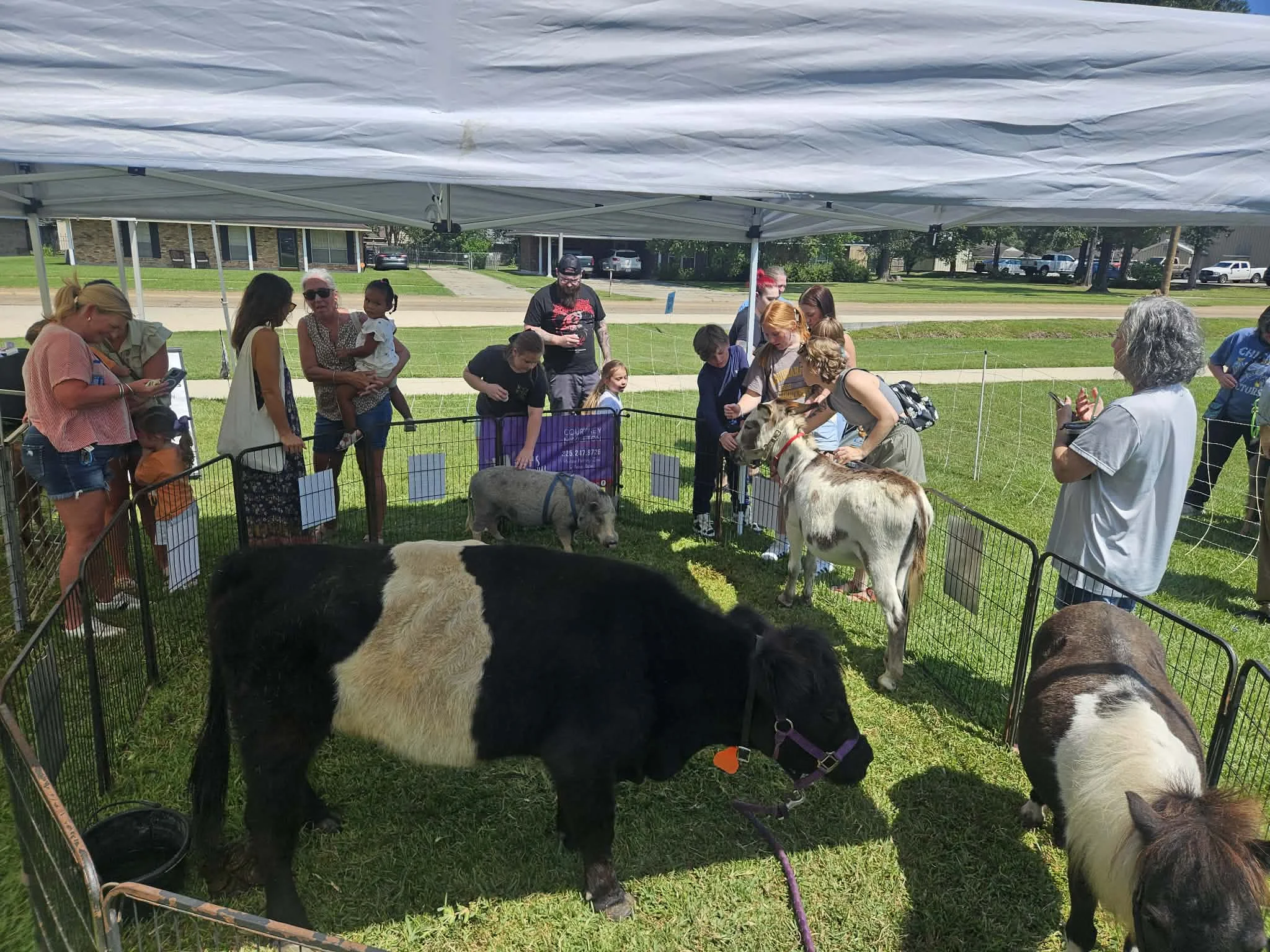 Cajun Cuties Mobile Petting Zoo and Pony Rides  - Image 4